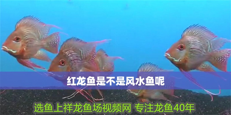 紅龍魚是不是風水魚呢