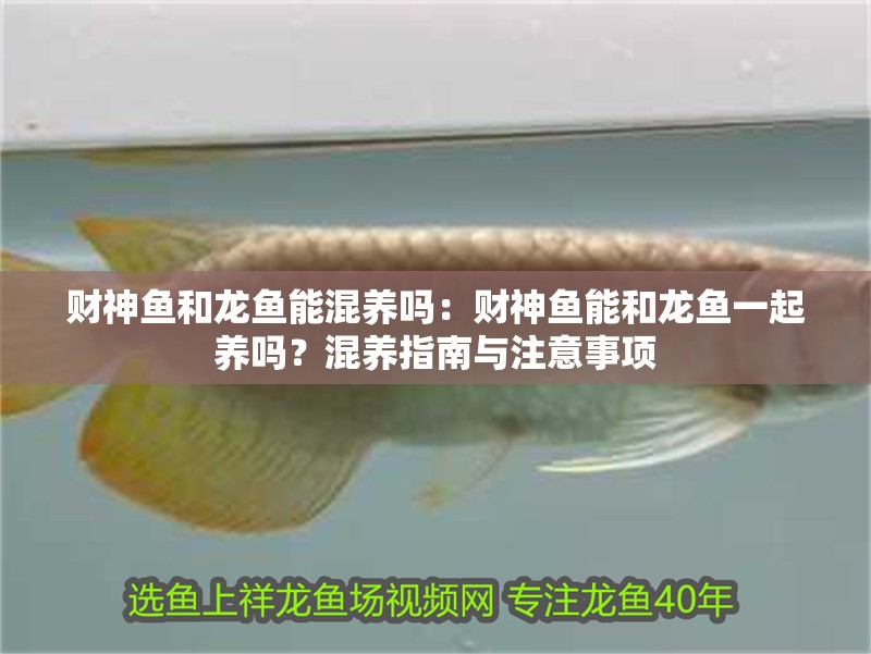 財神魚和龍魚能混養嗎：財神魚能和龍魚一起養嗎？混養指南與注意事項