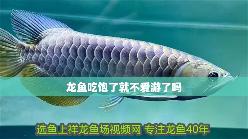 龍魚吃飽了就不愛游了嗎