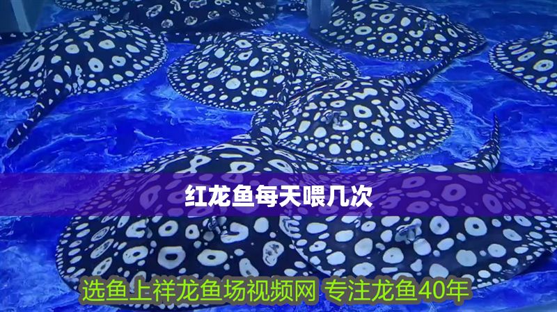 紅龍魚(yú)每天喂幾次