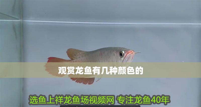 觀賞龍魚有幾種顏色的 觀賞龍魚有幾種顏色的 龍魚百科 第2張
