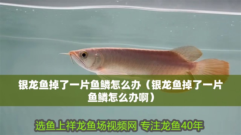 銀龍魚掉了一片魚鱗怎么辦（銀龍魚掉了一片魚鱗怎么辦啊）