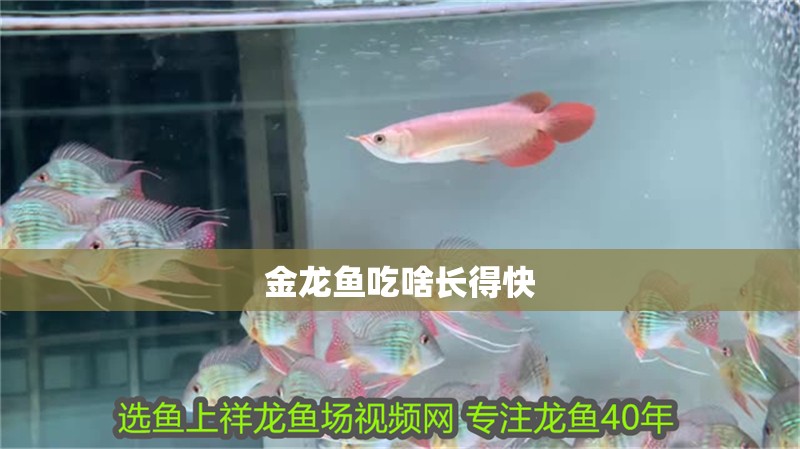金龍魚吃啥長得快