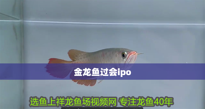 金龍魚過會ipo