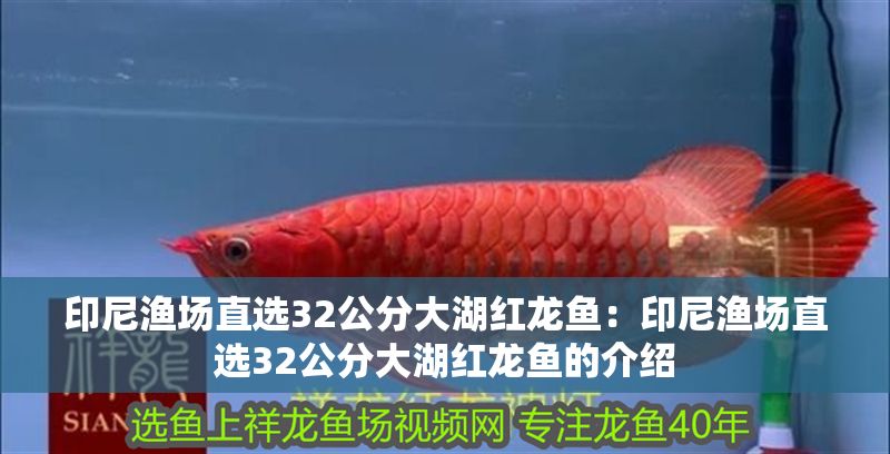 印尼漁場直選32公分大湖紅龍魚：印尼漁場直選32公分大湖紅龍魚的介紹