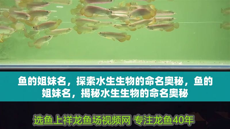 魚的姐妹名，探索水生生物的命名奧秘，魚的姐妹名，揭秘水生生物的命名奧秘