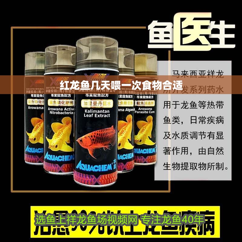 紅龍魚幾天喂一次食物合適