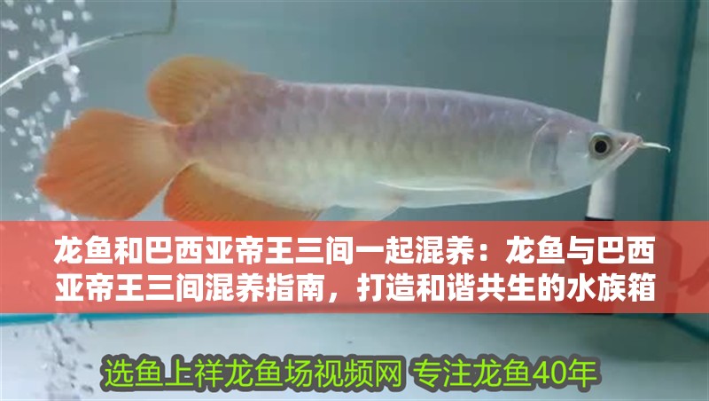 龍魚和巴西亞帝王三間一起混養：龍魚與巴西亞帝王三間混養指南，打造和諧共生的水族箱