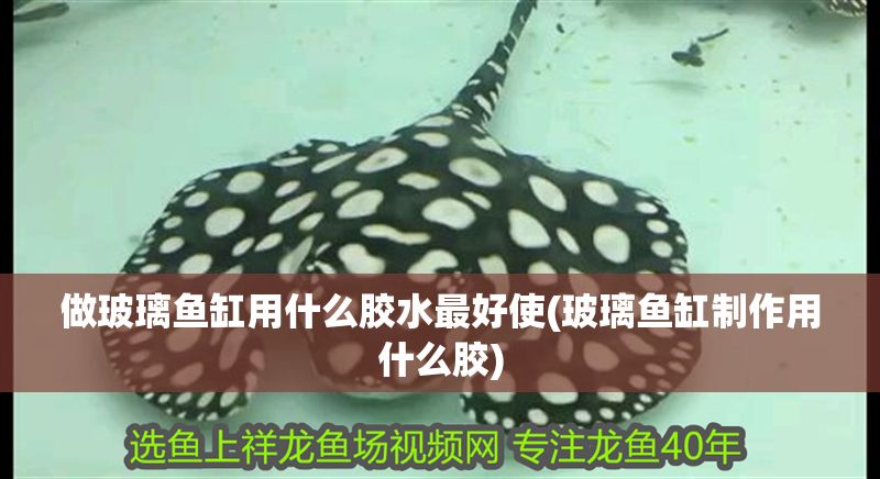 做玻璃魚缸用什么膠水最好使(玻璃魚缸制作用什么膠) 做玻璃魚缸用什么膠水最好使(玻璃魚缸制作用什么膠) 元寶鳳凰魚百科 第1張