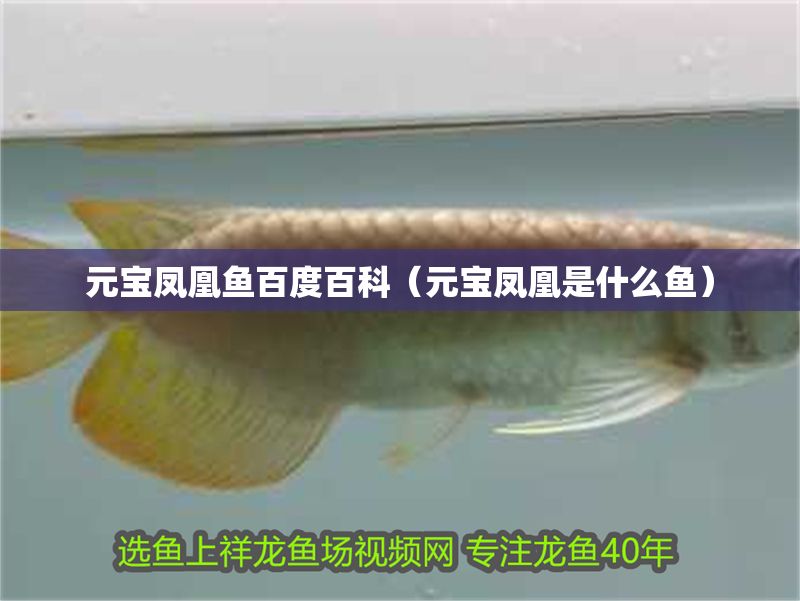 元寶鳳凰魚百度百科（元寶鳳凰是什么魚）