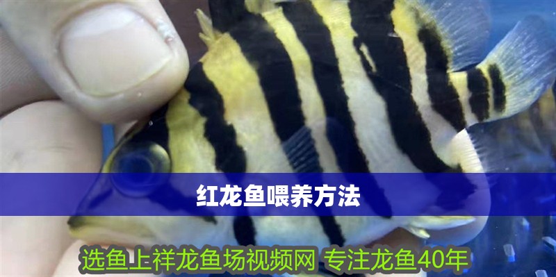 紅龍魚喂養方法