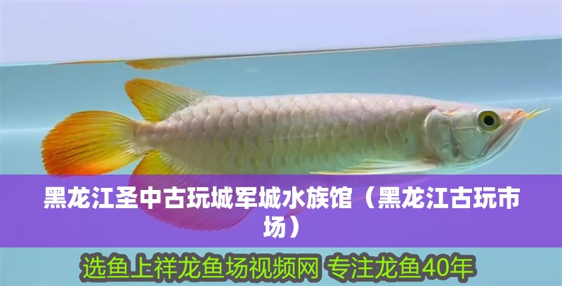 黑龍江圣中古玩城軍城水族館（黑龍江古玩市場(chǎng)）