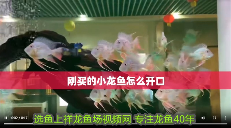 剛買的小龍魚怎么開口