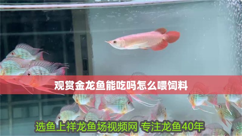 觀賞金龍魚能吃嗎怎么喂飼料