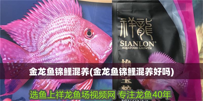 金龍魚錦鯉混養(yǎng)(金龍魚錦鯉混養(yǎng)好嗎) 金龍魚錦鯉混養(yǎng)(金龍魚錦鯉混養(yǎng)好嗎) 錦鯉魚百科 第1張