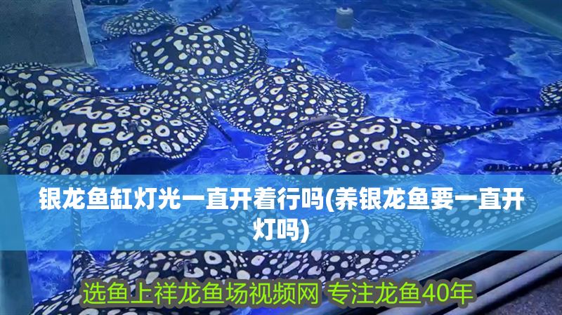 銀龍魚缸燈光一直開著行嗎(養銀龍魚要一直開燈嗎)