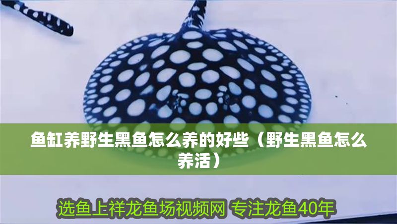 魚缸養野生黑魚怎么養的好些（野生黑魚怎么養活）