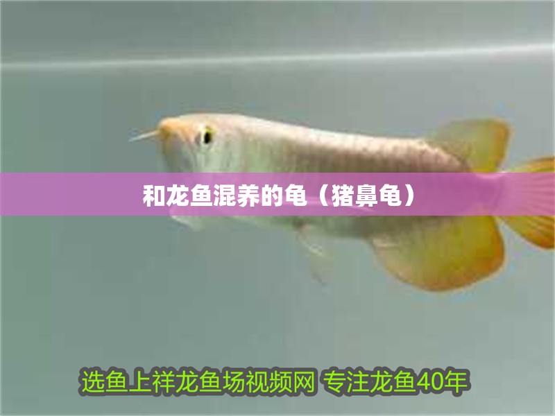 和龍魚混養的龜（豬鼻龜） 和龍魚混養的龜（豬鼻龜） 豬鼻龜百科