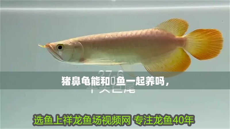 豬鼻龜能和魟魚一起養嗎， 豬鼻龜能和魟魚一起養嗎， 豬鼻龜百科