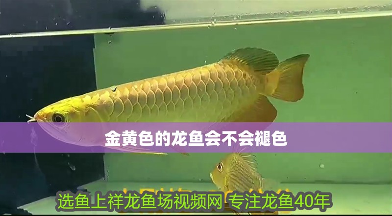 金黃色的龍魚會不會褪色
