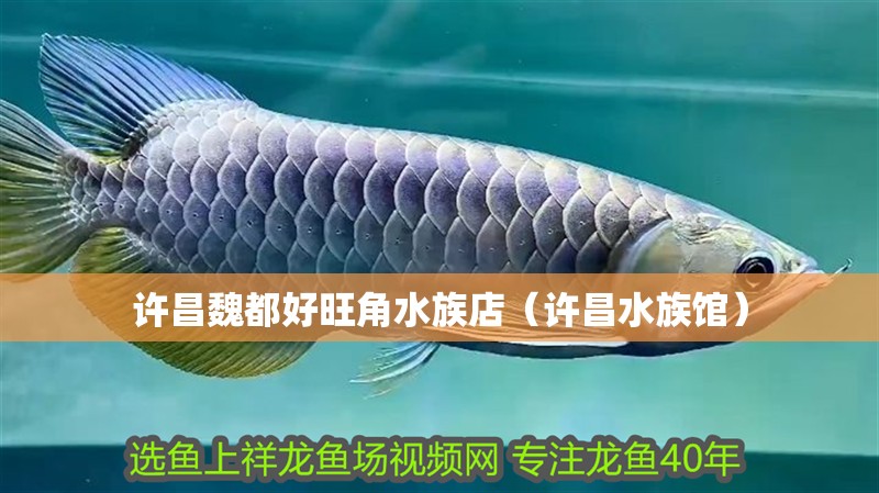 許昌魏都好旺角水族店（許昌水族館） 許昌魏都好旺角水族店（許昌水族館） 全國水族館企業名錄 第2張