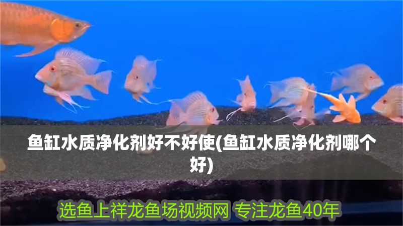魚缸水質(zhì)凈化劑好不好使(魚缸水質(zhì)凈化劑哪個(gè)好)