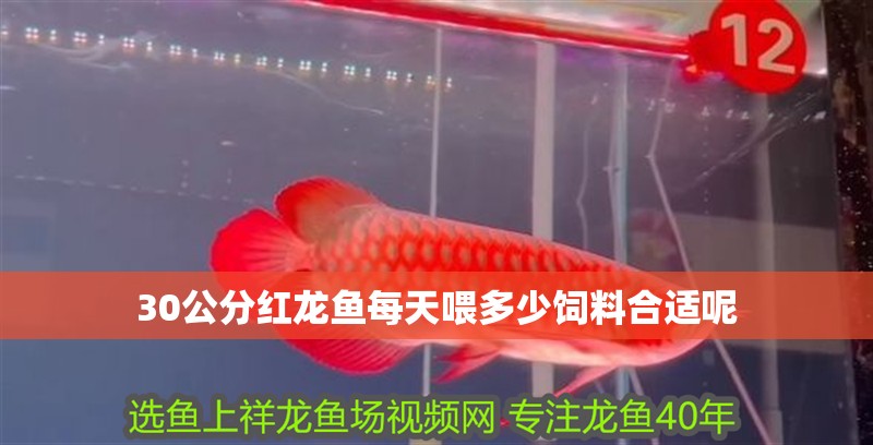 30公分紅龍魚每天喂多少飼料合適呢 龍魚百科 第2張 30公分紅龍魚每天喂多少飼料合適呢 30公分紅龍魚每天喂多少飼料合適呢 龍魚百科 第2張