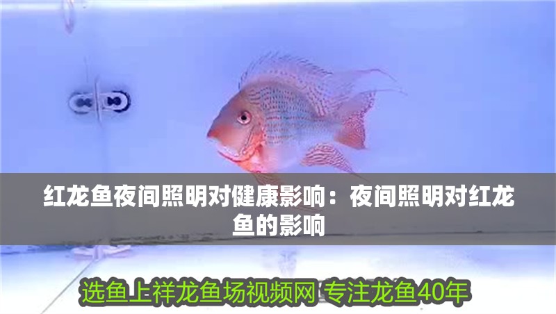 紅龍魚夜間照明對健康影響：夜間照明對紅龍魚的影響