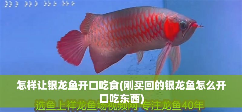 怎樣讓銀龍魚(yú)開(kāi)口吃食(剛買回的銀龍魚(yú)怎么開(kāi)口吃東西)