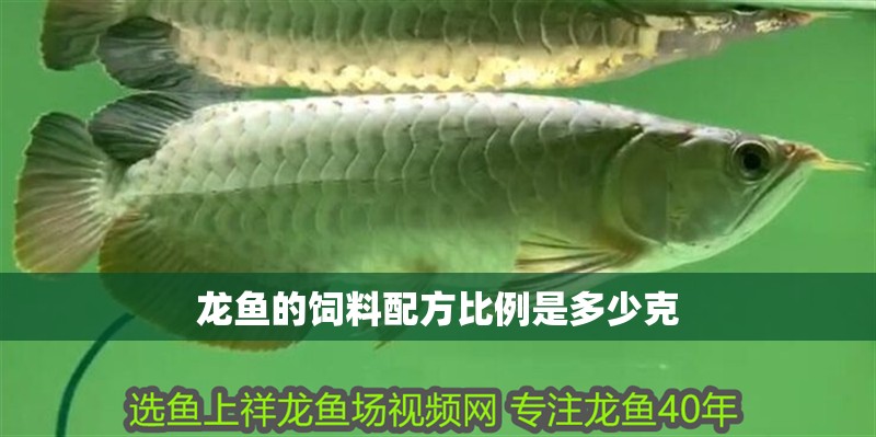 龍魚的飼料配方比例是多少克