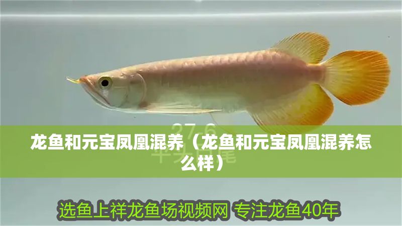 龍魚和元寶鳳凰混養（龍魚和元寶鳳凰混養怎么樣）