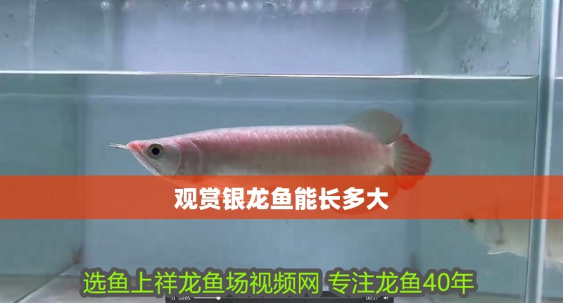 觀賞銀龍魚能長多大