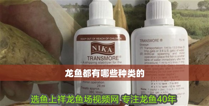 龍魚都有哪些種類的
