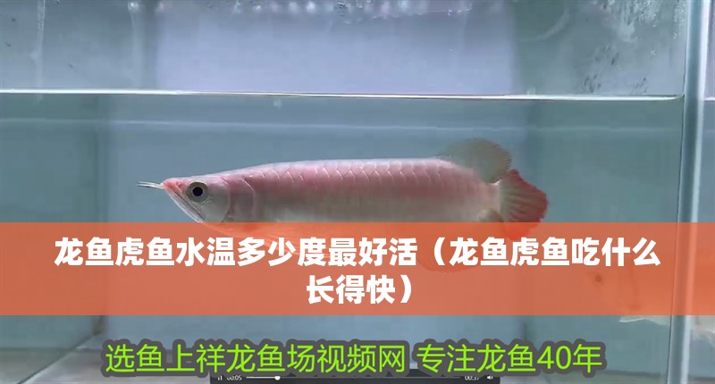 龍魚虎魚水溫多少度最好活（龍魚虎魚吃什么長得快）