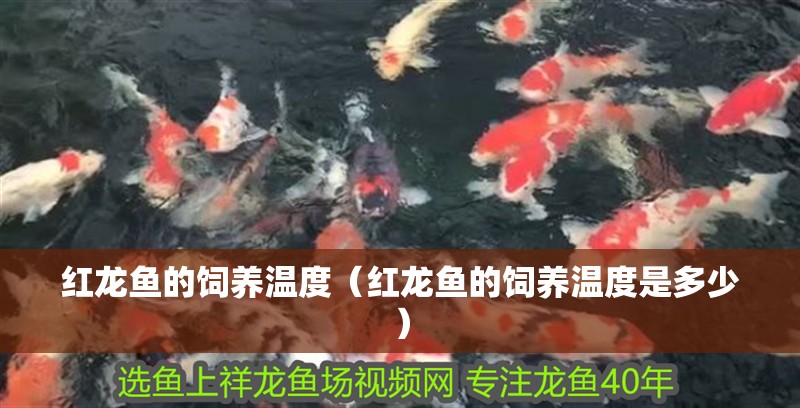 紅龍魚的飼養溫度（紅龍魚的飼養溫度是多少） 紅龍魚的飼養溫度（紅龍魚的飼養溫度是多少） 紅龍魚百科