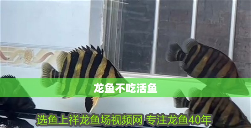龍魚不吃活魚 龍魚不吃活魚 龍魚百科 第2張