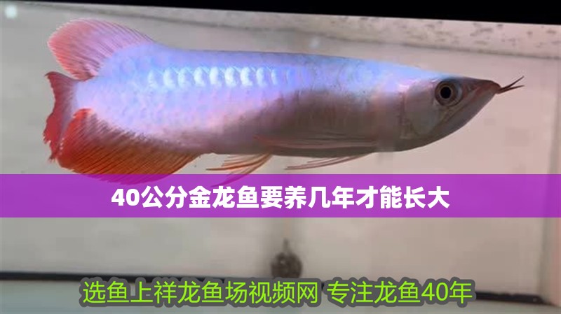 40公分金龍魚要養幾年才能長大