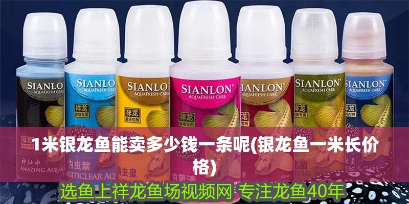 1米銀龍魚能賣多少錢一條呢(銀龍魚一米長(zhǎng)價(jià)格) 1米銀龍魚能賣多少錢一條呢(銀龍魚一米長(zhǎng)價(jià)格) 銀龍魚百科