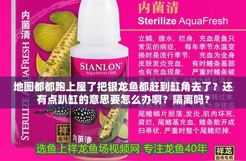 地圖都都跑上屋了把銀龍魚都趕到缸角去了？還有點趴缸的意思要怎么辦啊？隔離嗎？