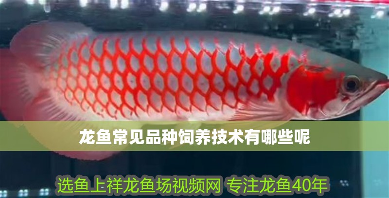 龍魚常見品種飼養技術有哪些呢