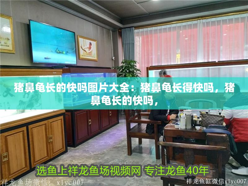 豬鼻龜長的快嗎圖片大全：豬鼻龜長得快嗎，豬鼻龜長的快嗎，