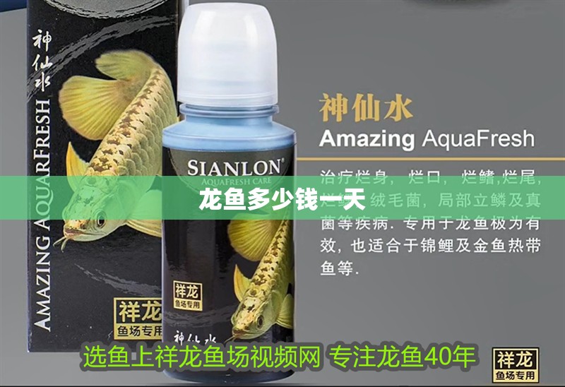 龍魚(yú)多少錢(qián)一天