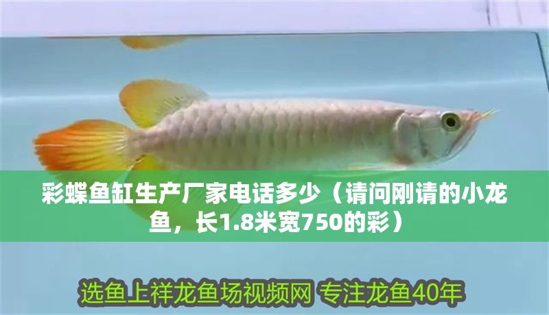 彩蝶魚缸生產(chǎn)廠家電話多少（請問剛請的小龍魚，長1.8米寬750的彩）