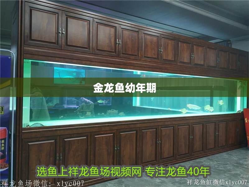 金龍魚幼年期