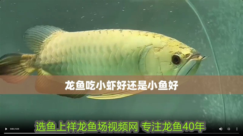 龍魚吃小蝦好還是小魚好