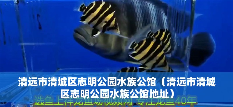清遠市清城區志明公園水族公館（清遠市清城區志明公園水族公館地址）