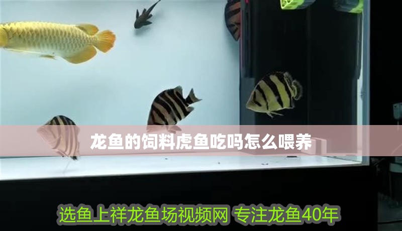 龍魚的飼料虎魚吃嗎怎么喂養