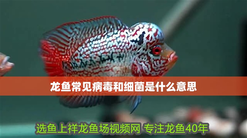 龍魚常見病毒和細(xì)菌是什么意思