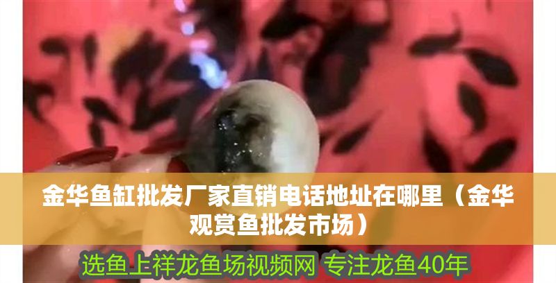 金華魚缸批發廠家直銷電話地址在哪里（金華觀賞魚批發市場）