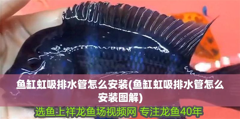 魚缸虹吸排水管怎么安裝(魚缸虹吸排水管怎么安裝圖解)
